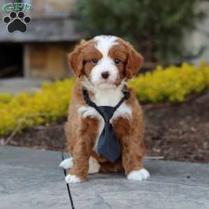 Bruno, Cavapoo Puppy